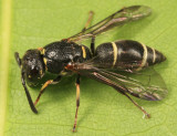 Parancistrocerus pensylvanicus