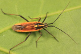 Meadow Plant Bug - Leptopterna dolabrata
