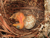 Red-eyed Vireo - Vireo olivaceus (with a Brown-headed Cowbird egg)