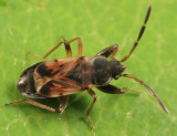 Scolopostethus thomsoni