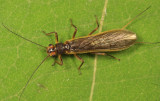 Perlesta nitida (female)