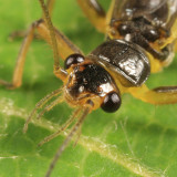 Perlesta nitida (male)