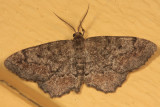 6654-55 Hypagyrtis unipunctata species group