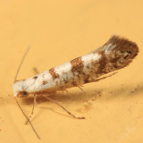 2481 - Arborvitae Leafminer - Argyresthia thuiella