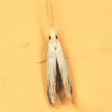 1257 - American Pistol Casebearer - Coleophora atromarginata