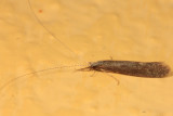 Leptocerus americanus