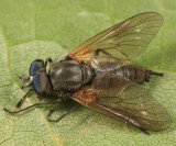 Symphoromyia sp.