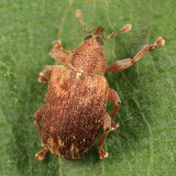 Lignyodes fraxini