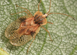 Linden Lace Bug - Gargaphia tiliae