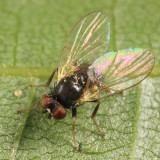 Agromyzidae