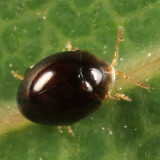 Holopsis marginicollis