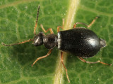 Hypebaeus oblitus (female)