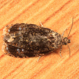 2832 - Olethreutes albiciliana