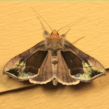 8897 - Green-patched Looper - Diachrysia balluca