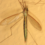 Nephrotoma tenuis