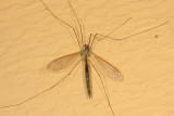 Nephrotoma tenuis