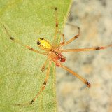 Theridion frondeum (male)