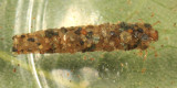 Lepidostoma sommermanae