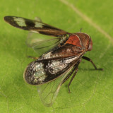 Oncopsis abietis (female)