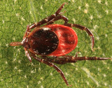 Deer Tick - Ixodes scapularis (female)