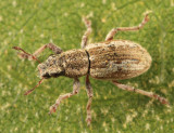 Sitona lineellus