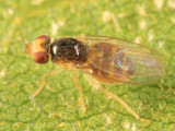 Gaurax sp.