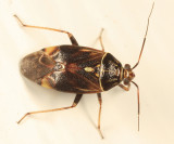 Lygus lineolaris