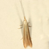 1301.1 - Coleophora limosipennela