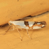 2467 - Argyresthia oreasella