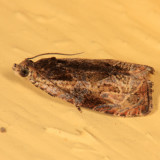 2800 - Olethreutes nigranum