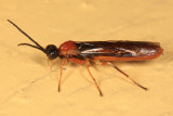 Hemitaxonus dubitatus