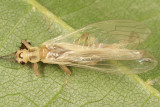 Isoperla orata