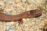 Northern Red-bellied Snake - Storeria occipitomaculata occipitomaculata