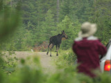 Moose - Alces alces