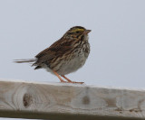 Savannah Sparrow - Passerculus sandwichensis