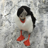 Atlantic Puffin - Fratercula arctica