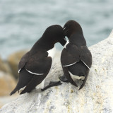 Razorbill - Alca torda