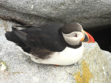 Atlantic Puffin - Fratercula arctica