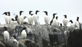 Common Murre - Uria aalge