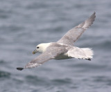 Northern Fulmar - Fulmarus glacialis