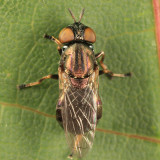 Orthonevra pictipennis species group (female)