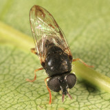 Paragus haemorrhous