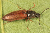 Hemicrepidius decoloratus