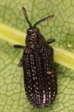 Microrhopala excavata