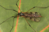 Limnophila macrocera