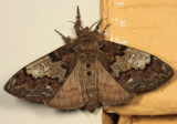 8296 - Yellow-based Tussock Moth - Dasychira basiflava