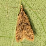 2288 - Dichomeris punctipennella