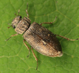 Helophorus orientalis