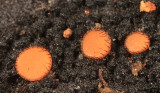 Scutellinia scutellata - (Eyelash cup)