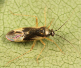Plagiognathus alboradialis